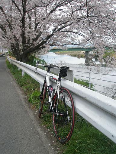 金目川の桜