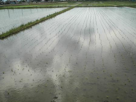 田植えも完了