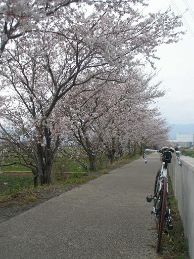 歌川の桜