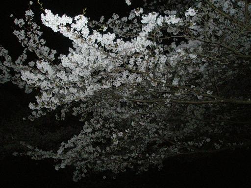 夜桜