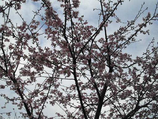 河津桜、かな？