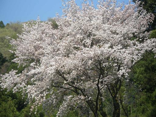 山を登れば