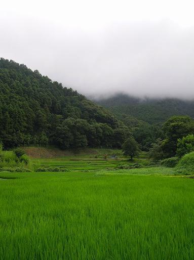 日向の里山
