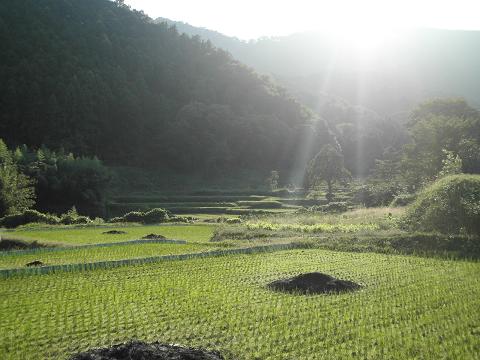 日向の里山