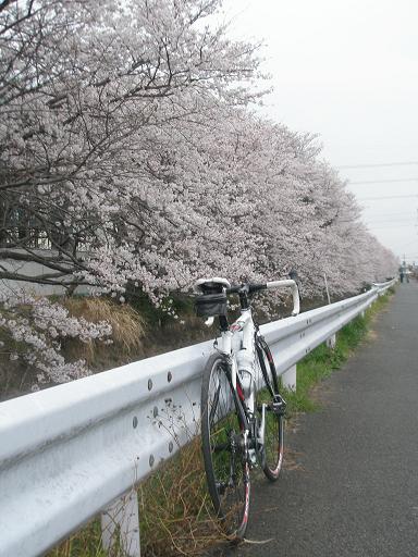 リドレーと桜