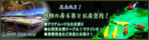 錦鯉の居る庭とアクアムードなお店