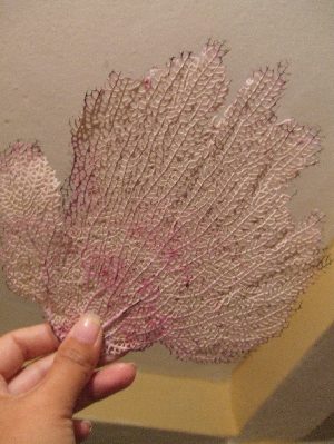 変換 ~ DSCF4941.jpg