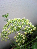 パセリの花.jpg