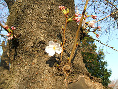 桜の開花