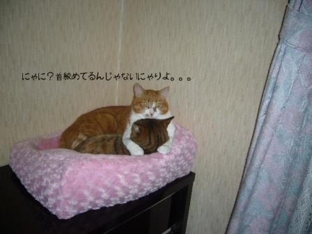 ミルクはココアが大好き♪