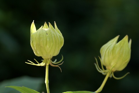 芙蓉の花後－１
