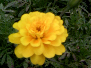 マリーゴールド