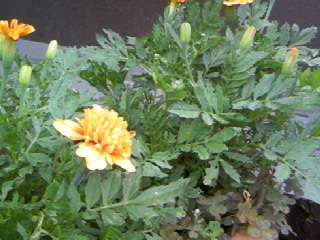 マリーゴールド2