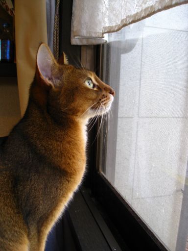 アビシニアンの特徴と飼い方 可愛い画像いっぱい｜ねこのきもち 猫図鑑｜ねこのきもちWEB MAGAZINE