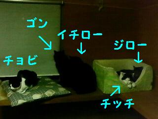 夜の猫部屋２.JPG