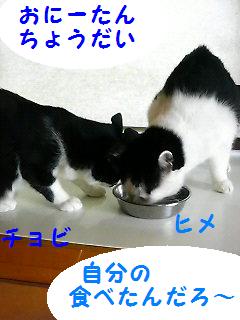 ヒメとチョビ.JPG