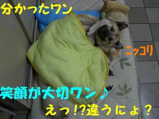 ポチには理解できないワン.JPG