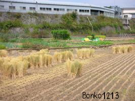 DSCN4467.jpg