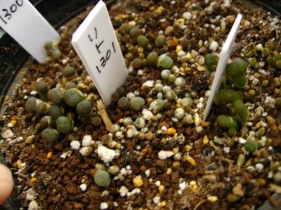 ブログ画像 027_1.jpg