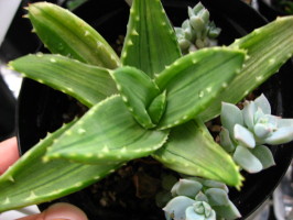 ブログ画像 029_1.jpg