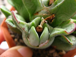 ブログ画像 034_1.jpg