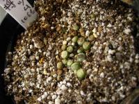 ブログ画像 037_1.jpg