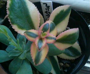 フェリセア紅葉