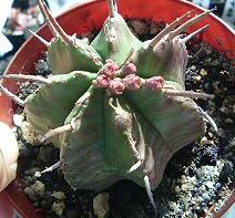 ユーフォのなにか