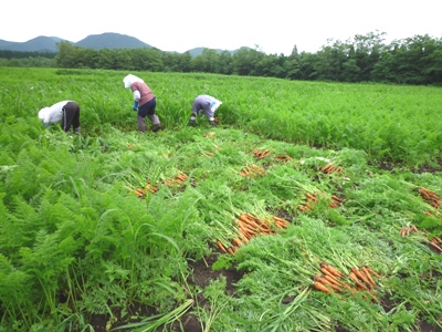 7.24にんじん収穫１.JPG