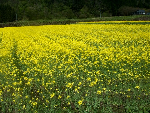 ５・１５菜の花１.JPG