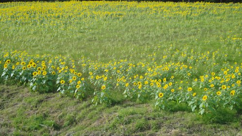 DSC00503.JPG