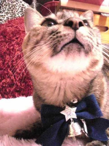 honey merry くり2.JPG