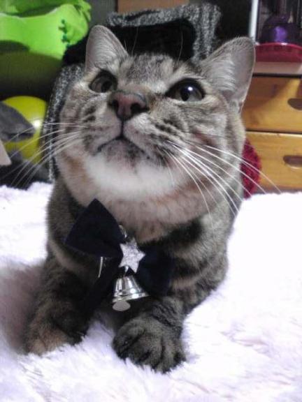 honey merry くり1.JPG