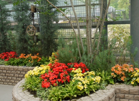 ａ植物園 026ベゴニア.jpg