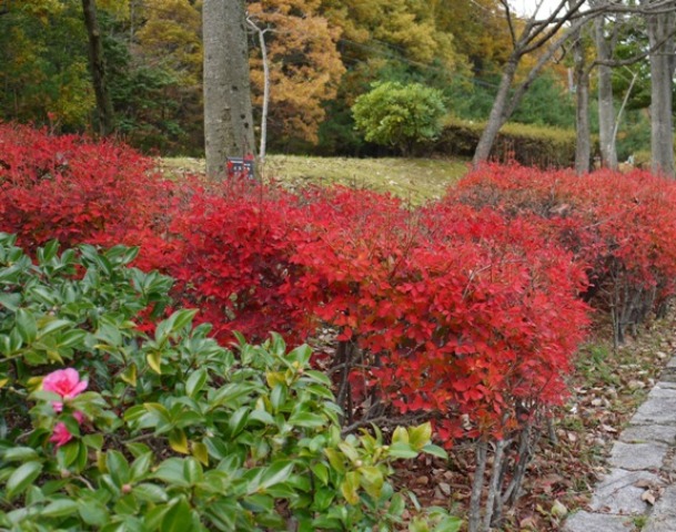 楓09 ドウダン」033.jpg