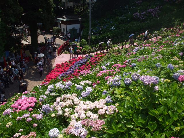 090617あじさいの里 028.jpg