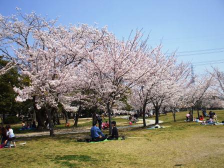 090407落合公園桜 031.jpg