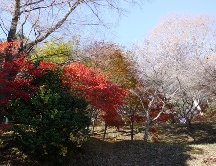 19四季桜一 025階段横.jpg