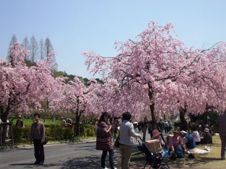 090410東谷山桜 05.jpg