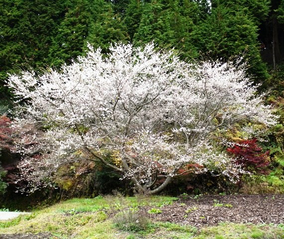 四季桜 01　363.jpg