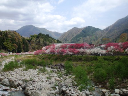 09042423花桃橋右下 019.jpg