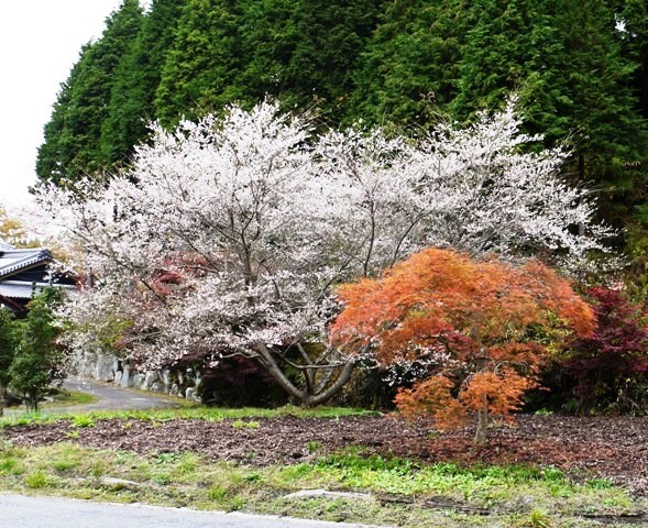 四季桜 02　363.jpg