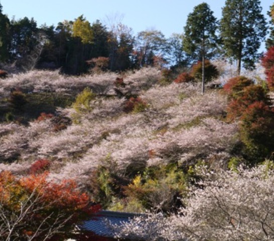 20四季桜一 027帰り.jpg