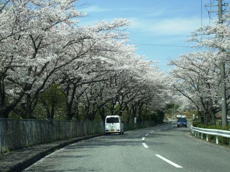 090408潮見坂公園桜 04.jpg