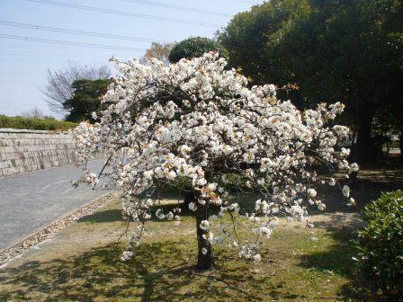 090407落合公園桜 033.jpg