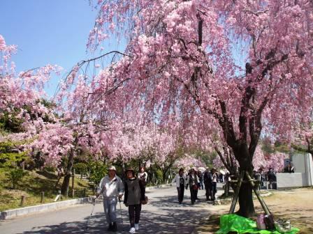 090410東谷山桜 07.jpg