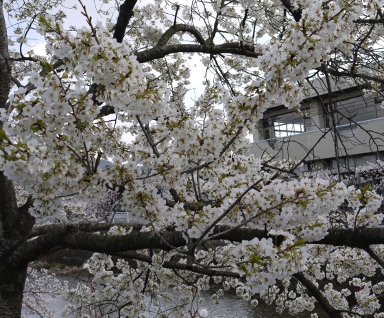 2五条川 069白.jpg