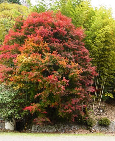 四季桜 03　紅葉.jpg