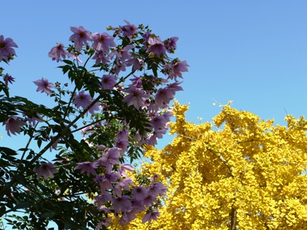 祖父江銀杏 02.jpg