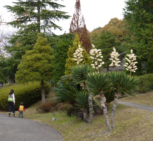 楓11 ソテツ017.jpg